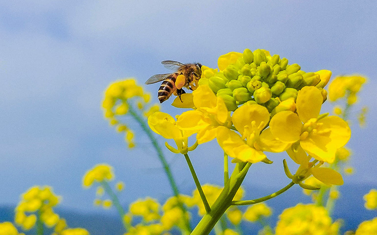 谷润油菜